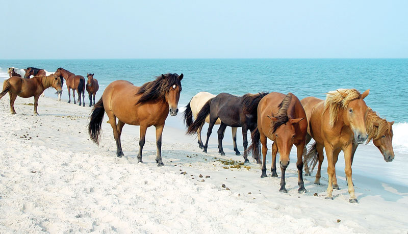 Wild Beach Horses